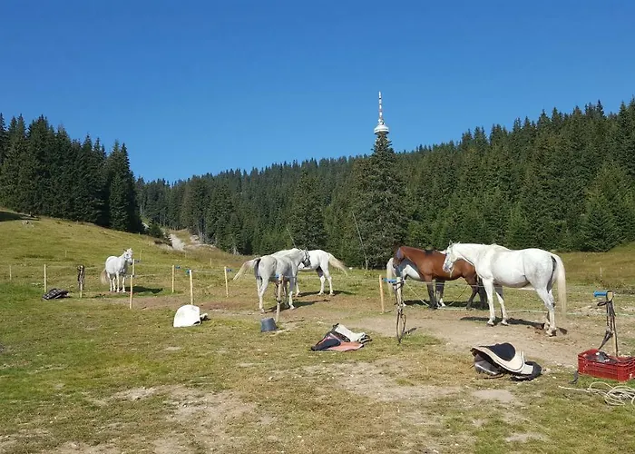 Papa Moose * Pamporowo